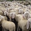 gregge-di-pecore